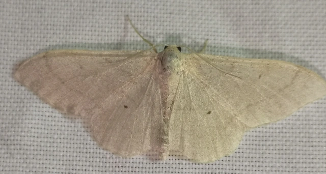 Idaea straminata - szalmasárga sávosaraszoló