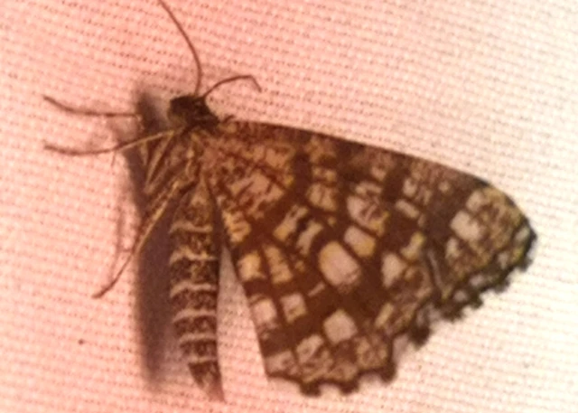 Chiasmia clathrata - rácsos rétiaraszoló