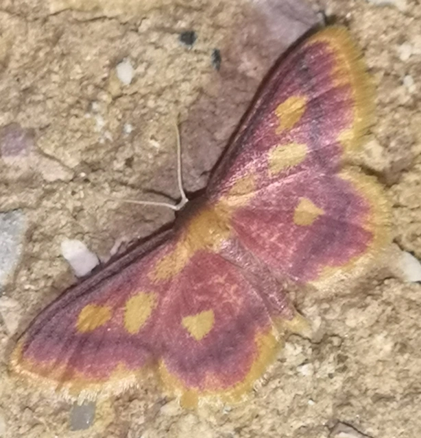 Idaea muricata - mocsári pirosaraszoló