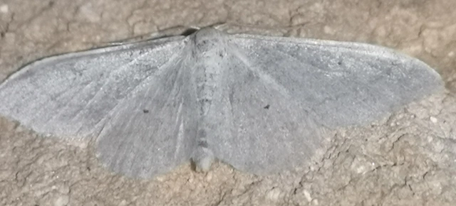 Idaea straminata - szalmasárga sávosaraszoló