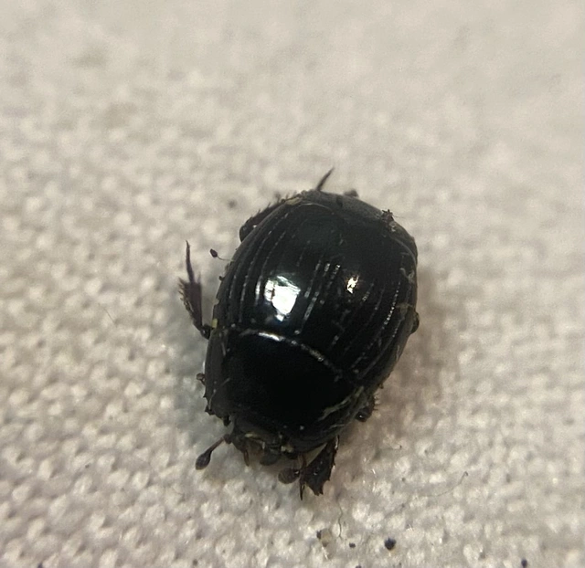 Histeridae - sutabogárfélék