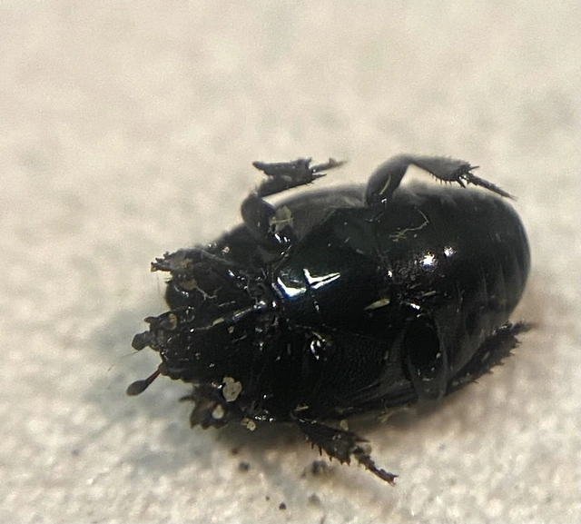 Histeridae - sutabogárfélék