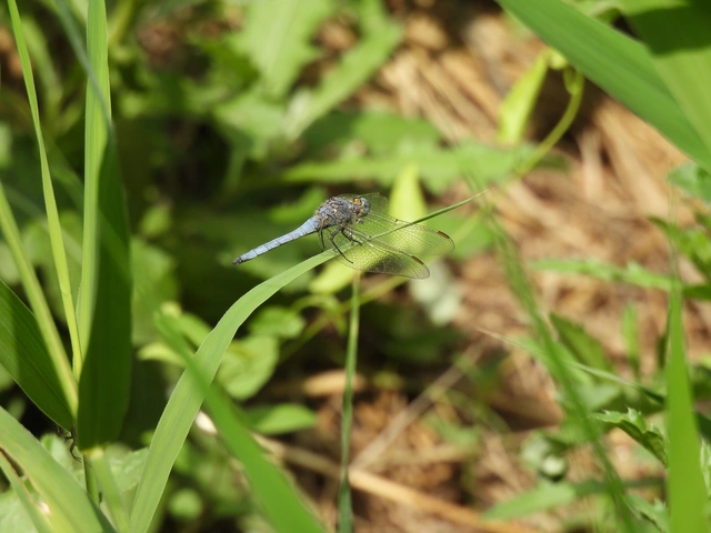 Orthetrum coerulescens - karcsú pásztorszitakötő