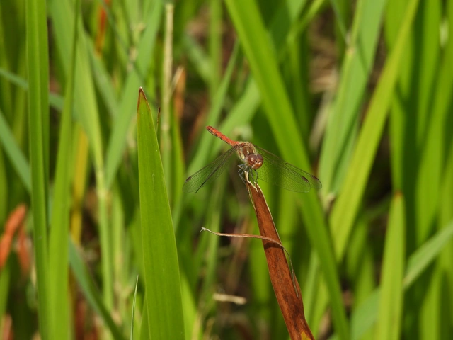 Sympetrum striolatum - harántsávos katona-szitakötő
