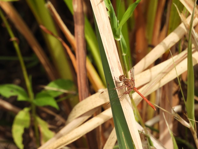 Sympetrum meridionale - fakó katona-szitakötő