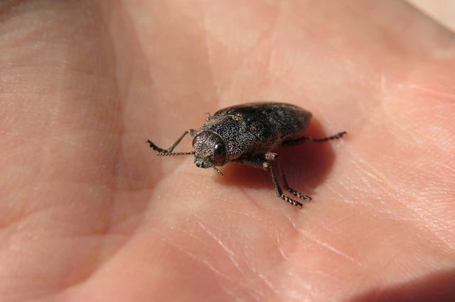 Dicerca