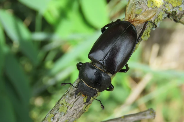Lucanus cervus - nagy szarvasbogár