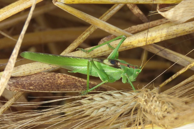 Tettigonia viridissima - zöld lombszöcske