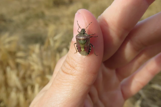 Dolycoris baccarum - közönséges bogyómászó-poloska Dolycoris baccarum - közönséges bogyómászó-poloska