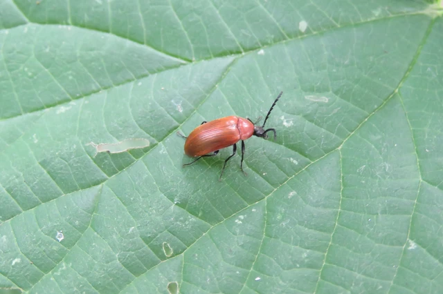 Pseudocistela ceramboides - narancssárga alkonybogár