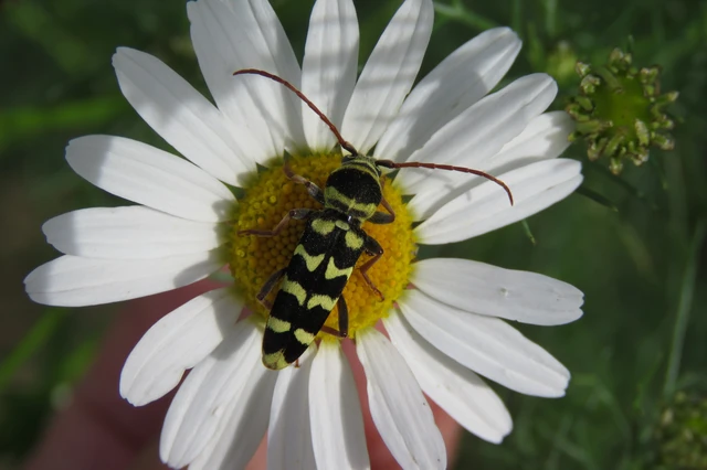 Echinocerus floralis - lucerna-darázscincér