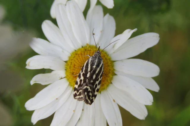 Emmelia trabealis - zebrabagoly