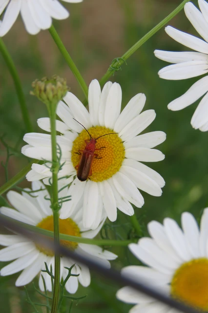 Rhagonycha fulva - feketevégű lágybogár