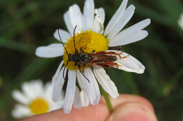 Stenopterus rufus - tarkacsápú keskenyfedőscincér