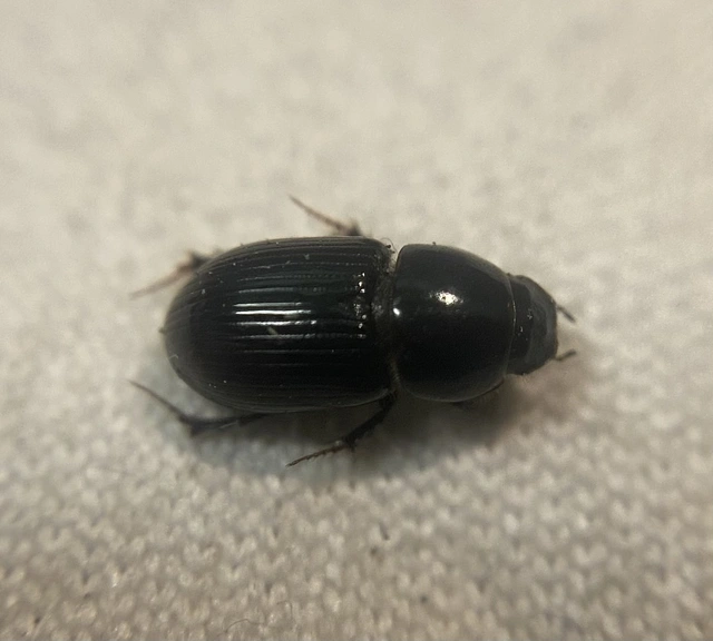 Aphodius granarius - szurokszínű trágyabogár