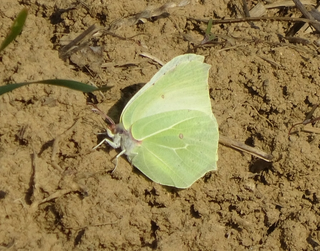 Gonepteryx rhamni - citromlepke