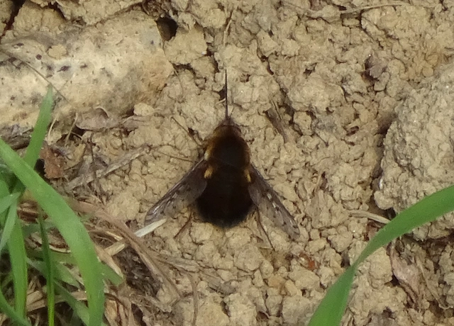 Bombylius discolor - feketefarú pöszörlégy
