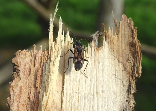 Rhyparochromus vulgaris - közönséges díszesbodobács