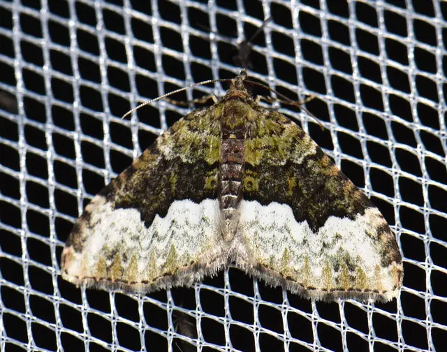 Euphyia biangulata - szegletes tarkaaraszoló