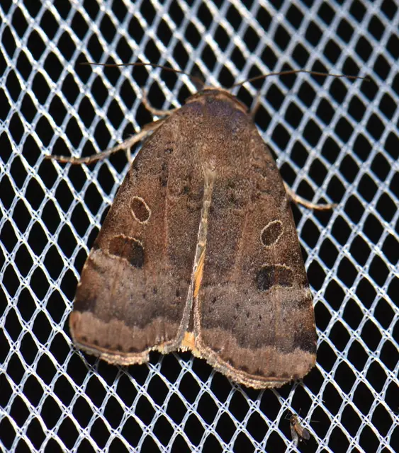 Noctua interposita - köztes sárgafűbagoly