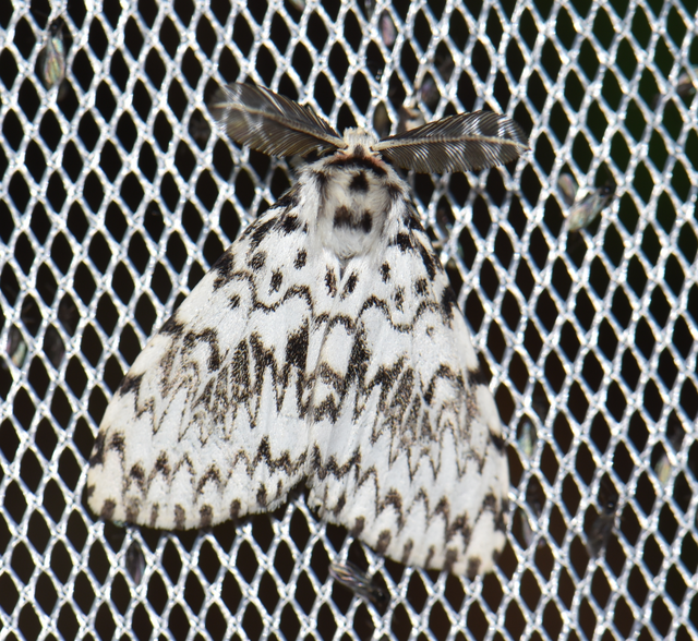 Lymantria monacha - apácalepke