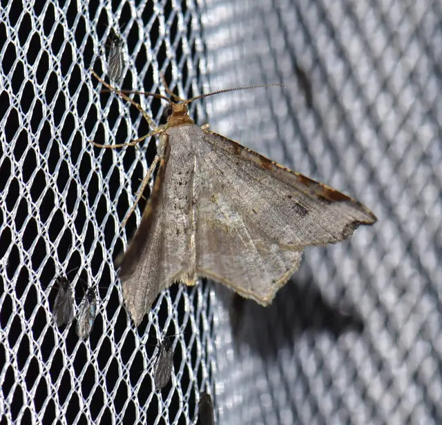 Macaria alternata - közönséges szürkearaszoló
