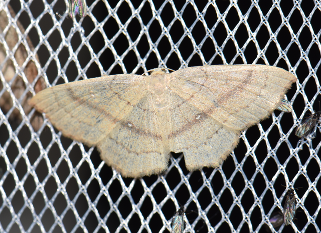 Cyclophora linearia - vonalas pettyesaraszoló