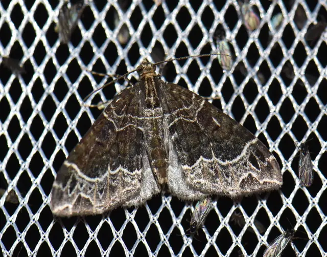 Ecliptopera silaceata - barna tarkaaraszoló