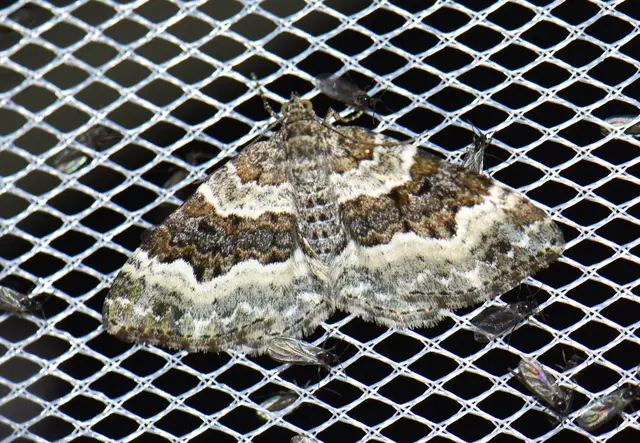 Epirrhoe alternata - galaj-tarkaaraszoló