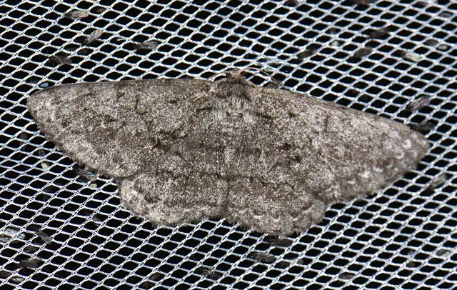 Hypomecis roboraria - nagy tölgyfaaraszoló