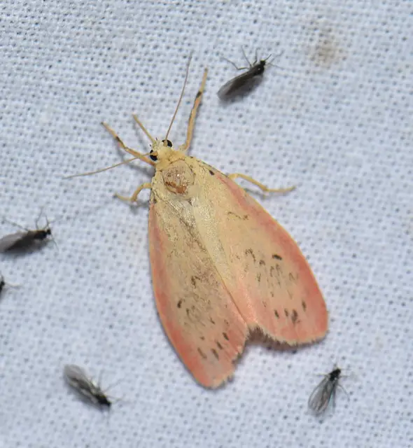 Miltochrista miniata - piros medvelepke