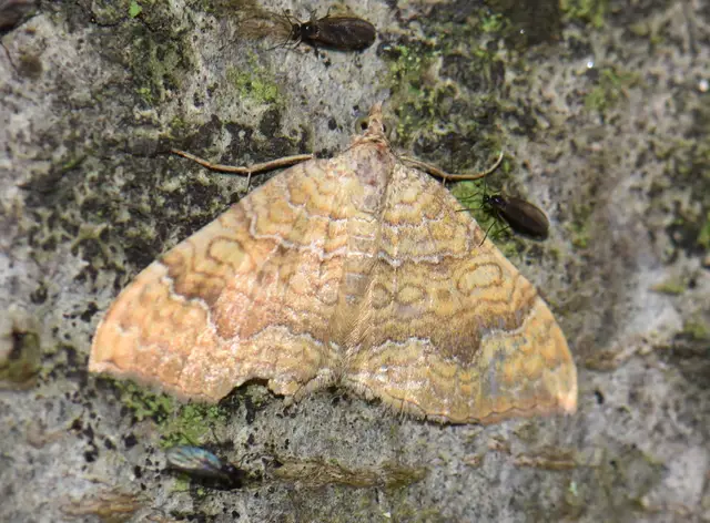 Camptogramma bilineata - kétvonalas sávosaraszoló