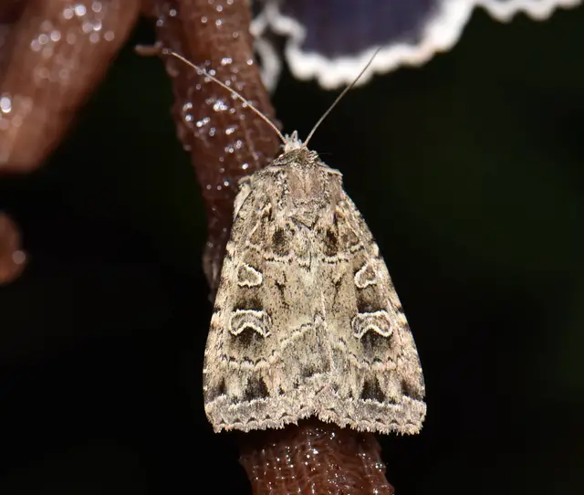 Naenia typica - hálózatos sóskabagoly