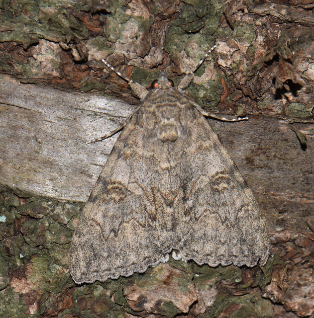 Catocala nupta - piros övesbagoly