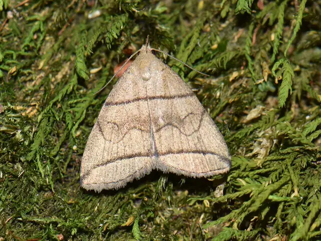 Herminia grisealis - ligeti karcsúbagoly