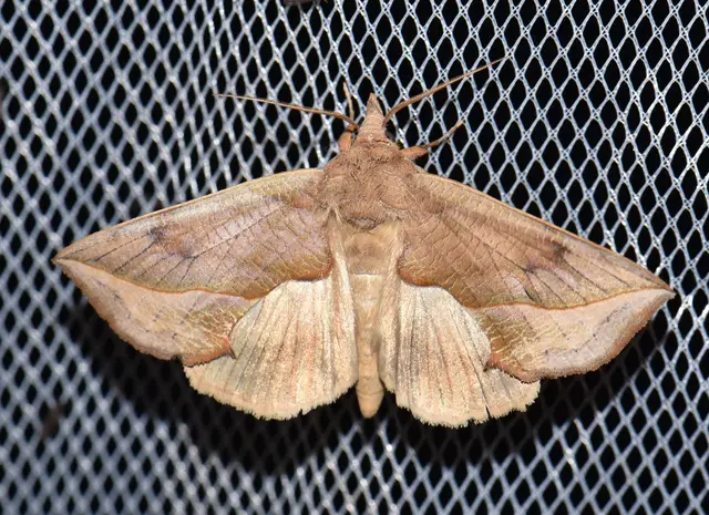 Calyptra thalictri - öblösszárnyú bagoly