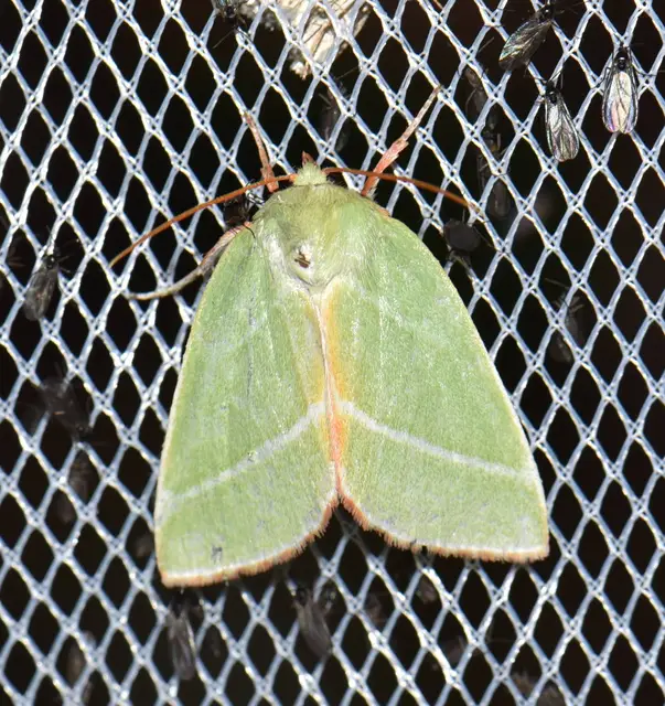 Pseudoips prasinana - bükkfa-zöldbagoly