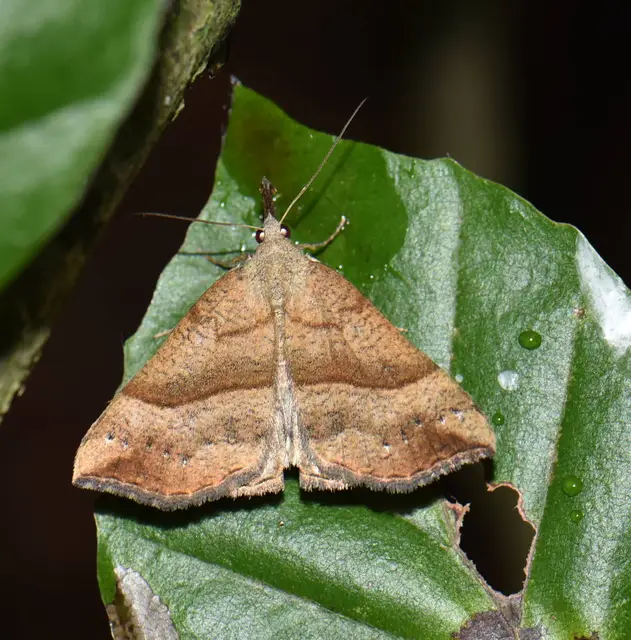 Hypena proboscidalis - ormányos karcsúbagoly