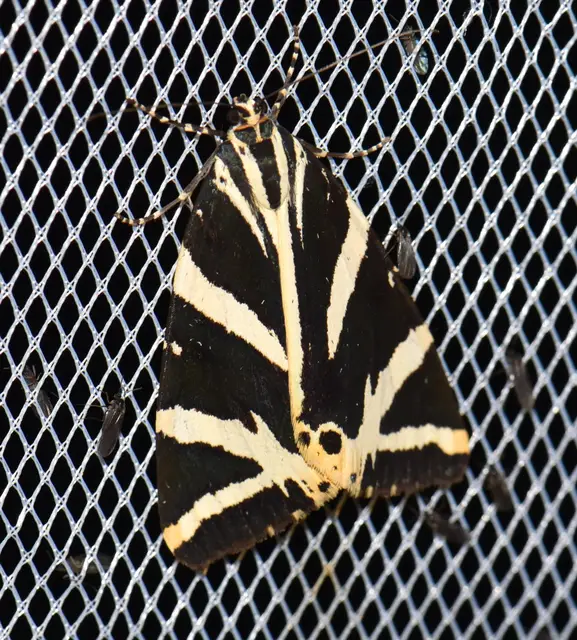Euplagia quadripunctaria - csíkos medvelepke