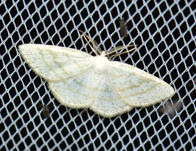 Cabera exanthemata - pettyes égeraraszoló