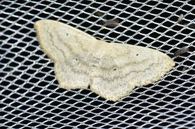 Scopula nigropunctata - feketepettyes araszoló