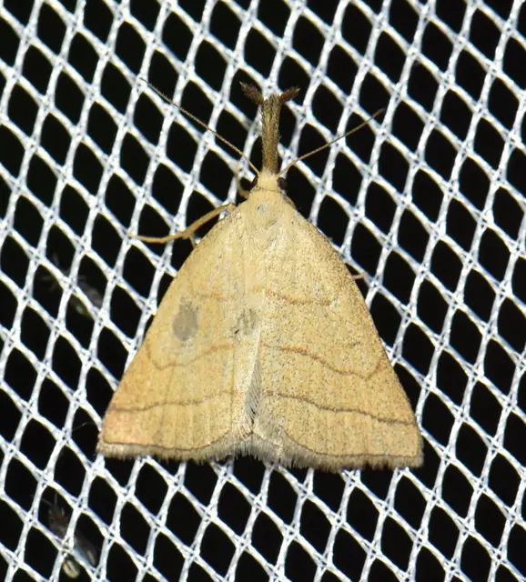 Polypogon tentacularia - sötétaljú karcsúbagoly