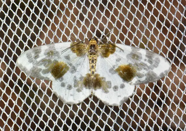 Abraxas sylvata - sárgafoltos araszoló