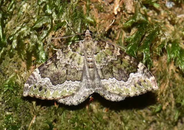 Colostygia olivata - olajzöld levélaraszoló
