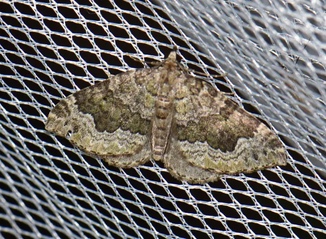Colostygia olivata - olajzöld levélaraszoló