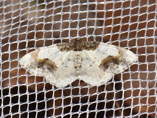 Ligdia adustata - barna levélaraszoló