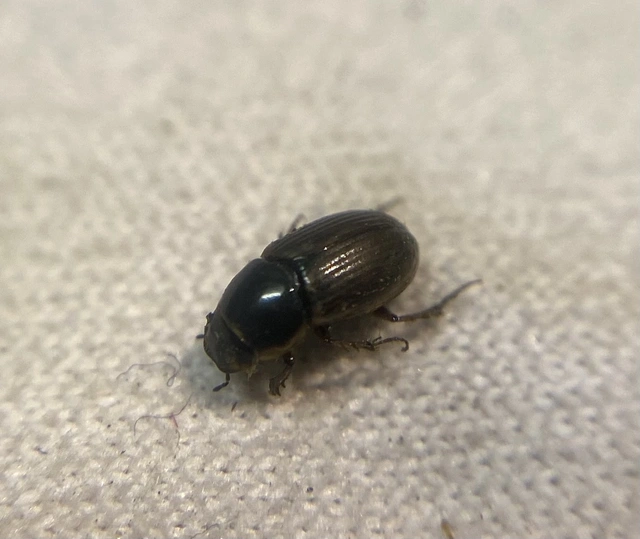 Aphodius punctatosulcatus - pusztai trágyabogár