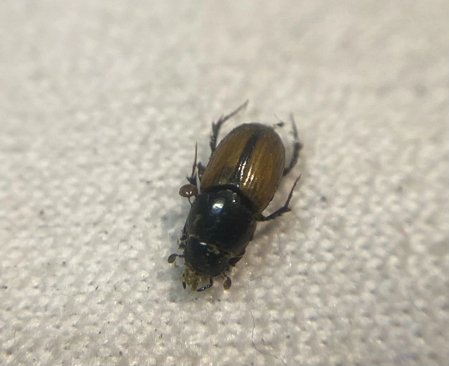 Aphodius merdarius - szegélyes trágyabogár