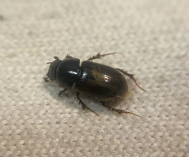 Melinopterus consputus Melinopterus consputus