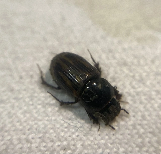 Aphodius distinctus - rajzos trágyabogár